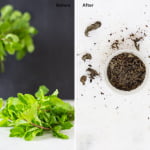 How to Dry Mint Leaves (Pudina Pata) at Home? | Top Methods for Dried Mint Leaves