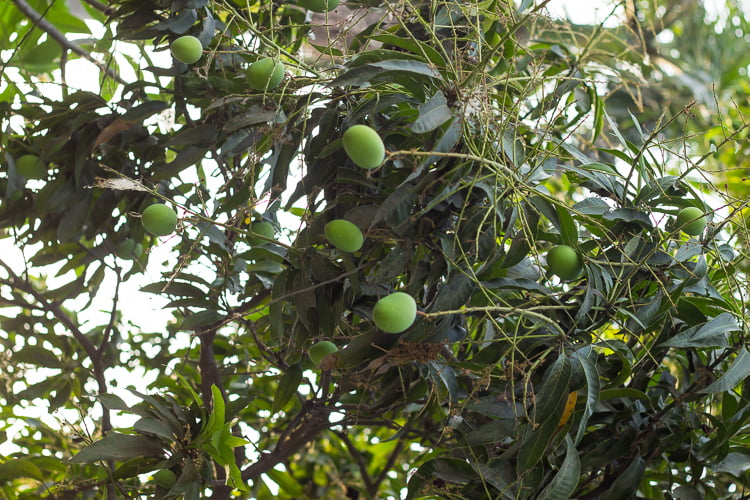 A bunch of raw mangoes hanging on a tree
