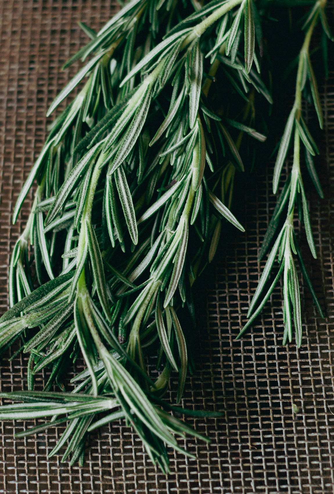 Rosemary: Benefits, Uses, and Growing Tips
